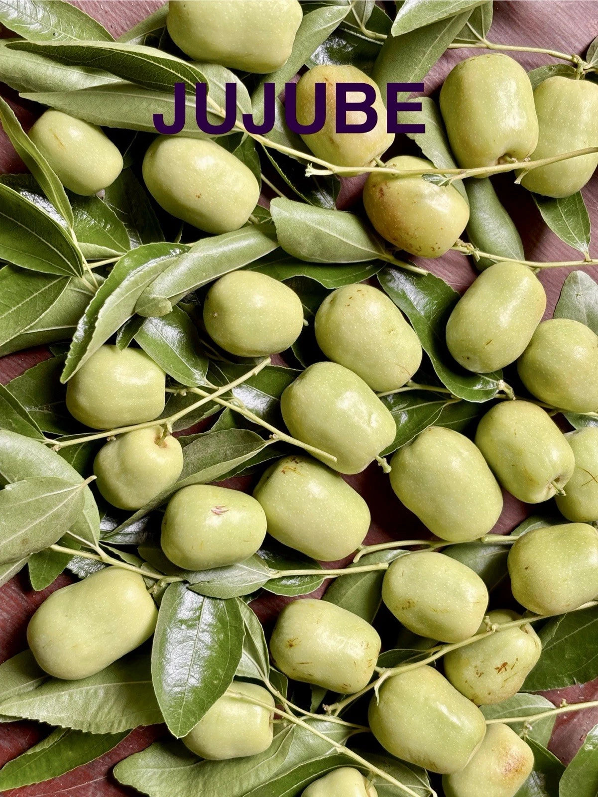 Jujube Tree Cuttings for Rooting or Grafting - Ziziphus jujuba, Fresh Plant Cuttings for Home Garden or Orchard