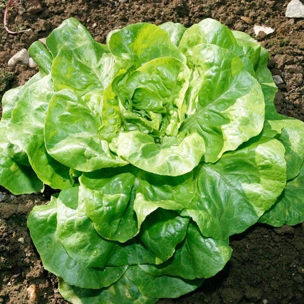 Bibb Lettuce Seeds | Heirloom Butterhead | Non-GMO | 1103
