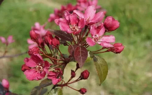 25+ Barbara Crabapple Seeds for Planting | Malus angustifolia | USA Grown, Garden-Ready Seeds, Free Shipping