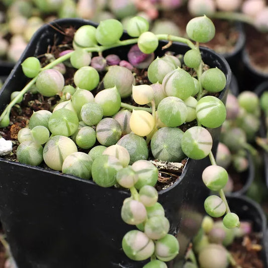 2 X 4" Unrooted Cuttings - Senecio Rowleyanus Variegata - String of Pearls - Indoor Succulent Plant