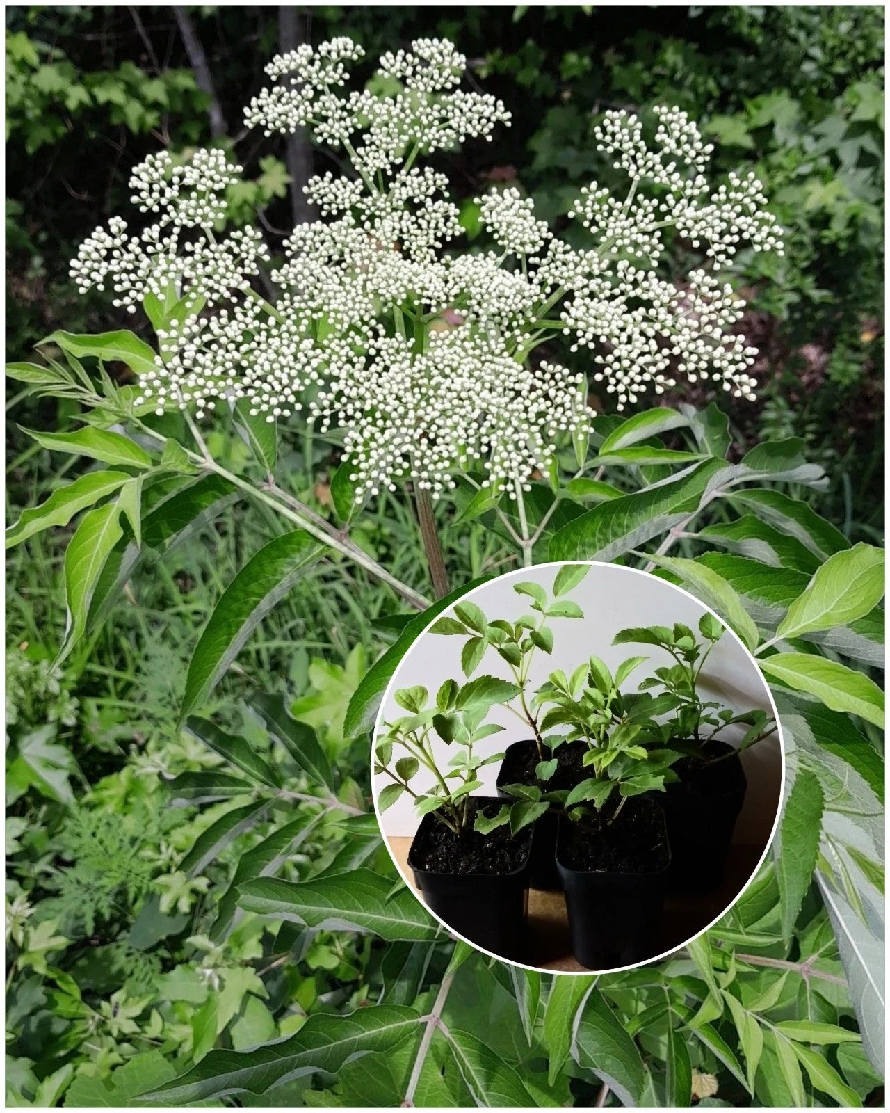 American Elderberry Starter Plant - 2"x3" Pot - Sambucus canadensis - Organic Herbaceous Perennial