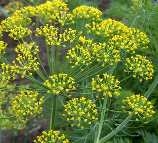Mammoth Long Island Dill Seeds 1000+ Annual Herb for Garden and Pickling - Anethum graveolens