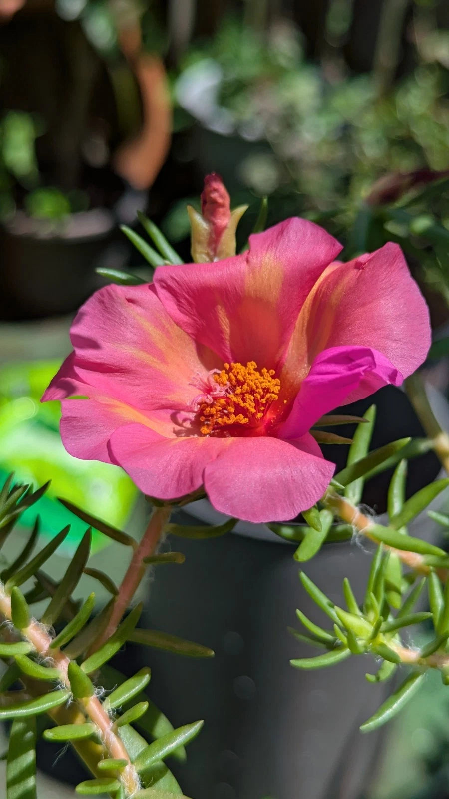 Jumbo Portulaca Grandiflora 'Samba' - 5 Unrooted Cuttings - Magenta Orange Splash - Succulent Plant Cuttings