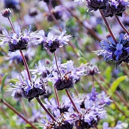 Salvia Clevelandii Plant 12" Live Blue Purple Cleveland Sage Herb Flower Drought-Tolerant Fragrant Salvia clevelandii