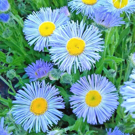 500+ Blue Fleabane Seeds, Aspen Daisy Wildflower, Native, Drought & Cold Tolerant, Perfect for Containers, Erigeron spp.
