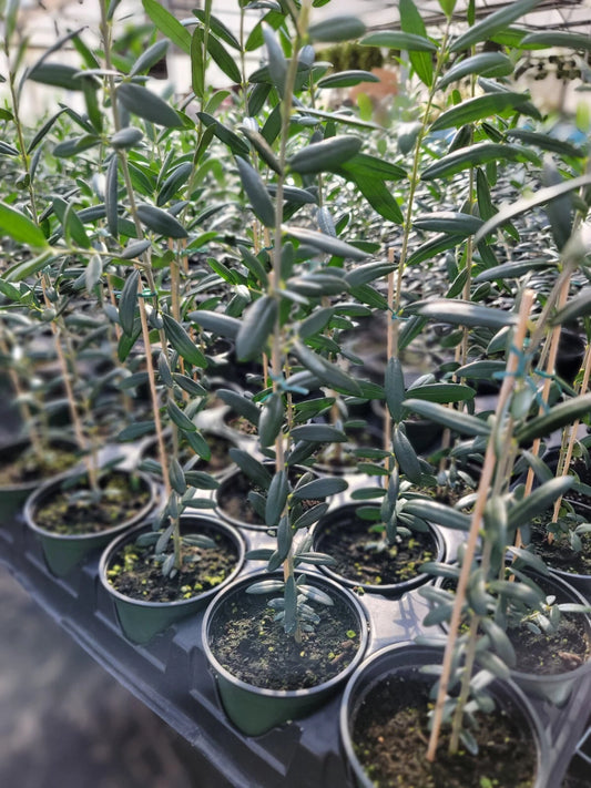 Arbequina Olive Tree in 4 Inch Pot, Robust Roots, Olea europaea