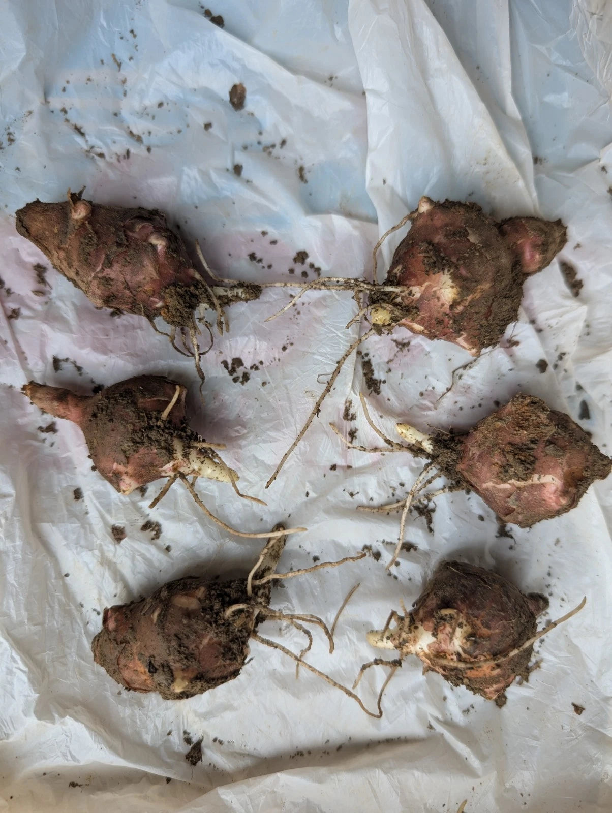 Jerusalem Artichoke Tubers Medium Red Organic Helianthus tuberosus Planting