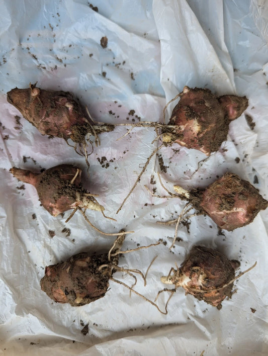 Jerusalem Artichoke Tubers Medium Red Organic Helianthus tuberosus Planting