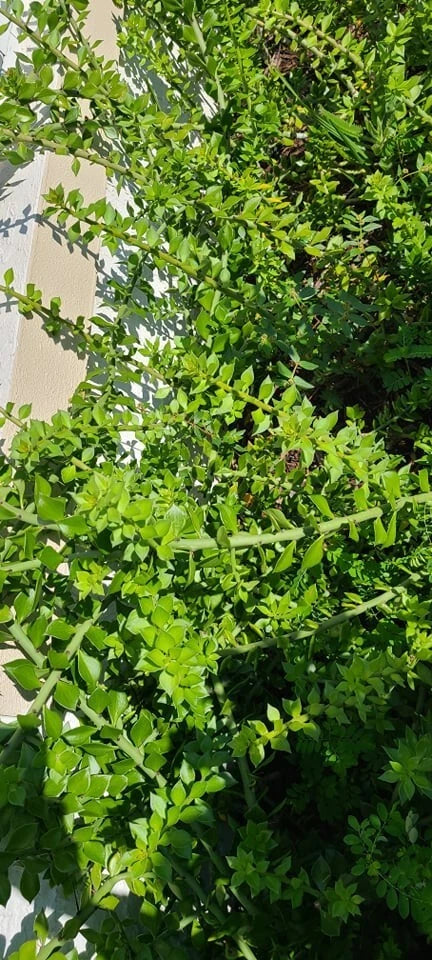 10 Pcs Pereskiopsis Cuttings - Spathula Grafting Cacti - 6-Inch Long - Ideal for Propagation and Grafting