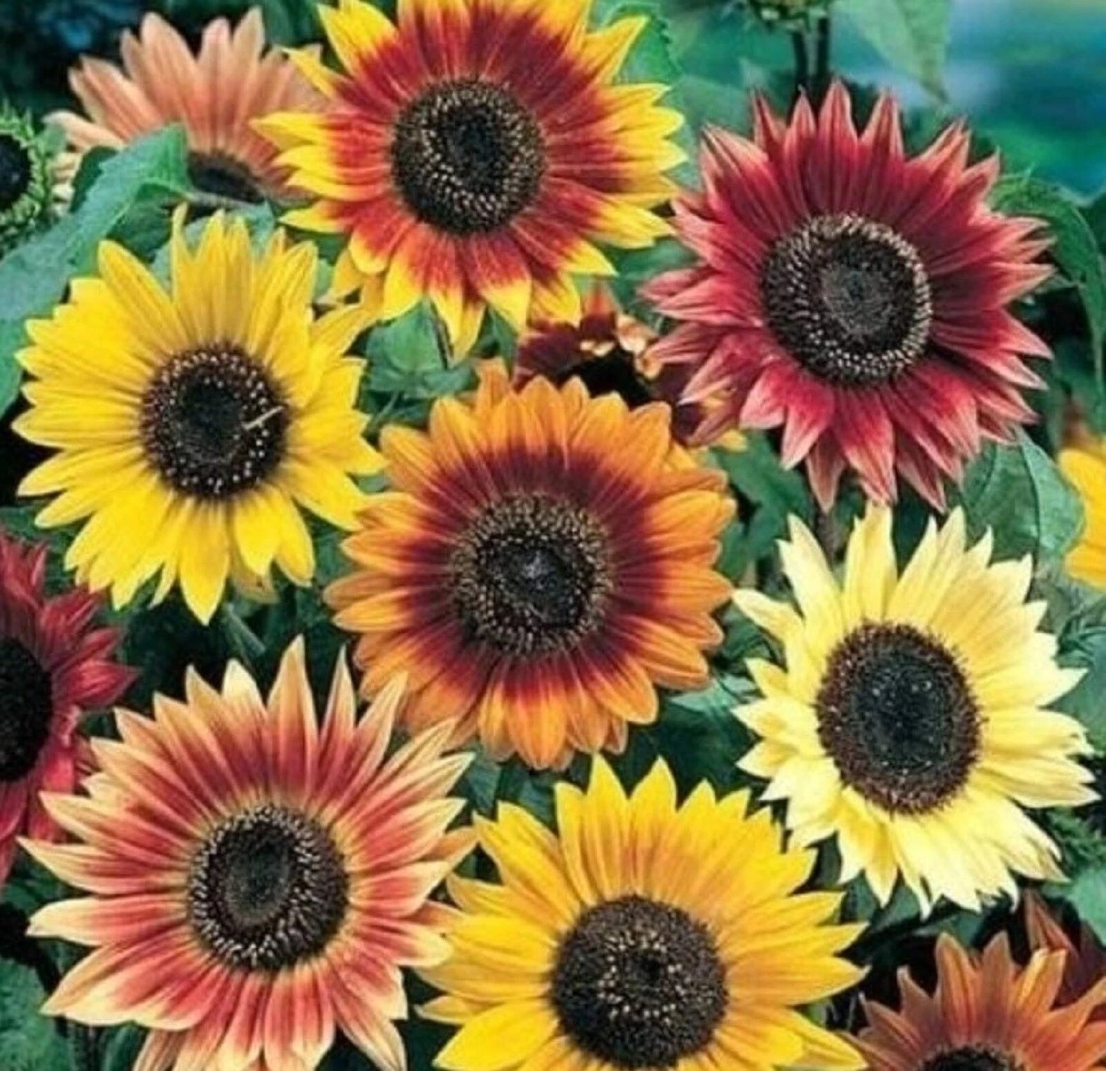 Autumn Beauty Sunflower Seeds - 50+ Non-GMO Seeds - Helianthus annuus - Buy 4 Get Free Shipping