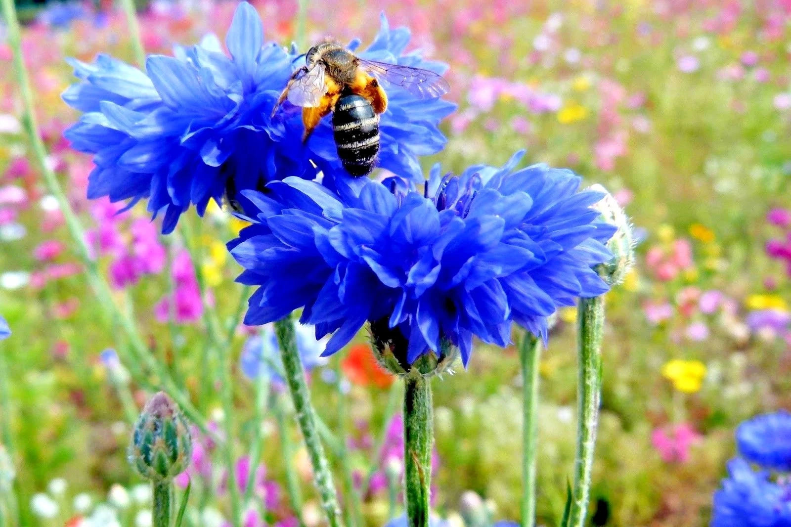 Dwarf Blue Bachelor Button Cornflower Seeds - 300+ Deer Resistant Cut Dried Flowers - Centaurea cyanus
