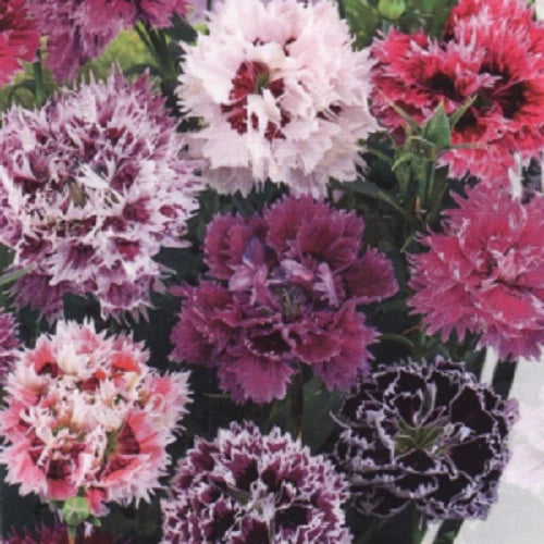 Carnation Seeds 100 DBL Pink Purple Mix Dianthus Flowers Perennial Seeds 263 USA
