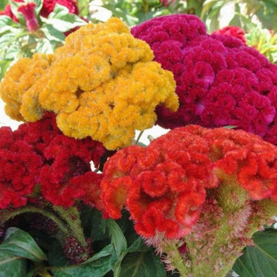 Celosia Seeds Mix - Non-GMO, 100-2,000 Seeds, Cristata Variety, Free Shipping, Unique Colors