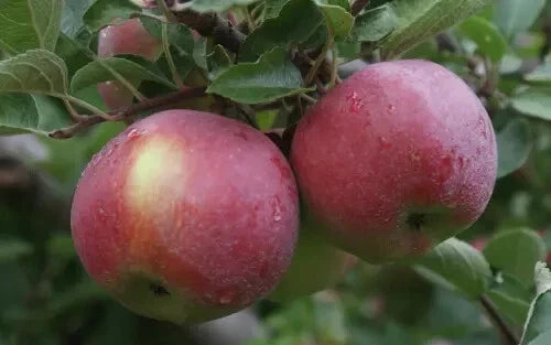Empire Apple Seeds - 25+ Pack for Garden Planting - Malus domestica - USA Grown - Non-GMO