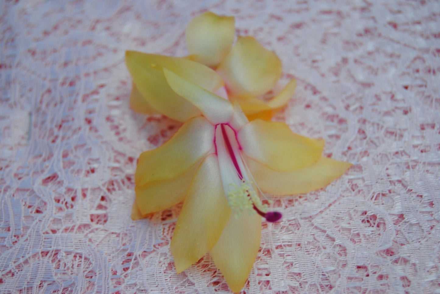 Christmas Cactus Starter Plant - Gold Fever - Schlumbergera Truncata - Healthy Well-Rooted Small Plant for Your Home Decor