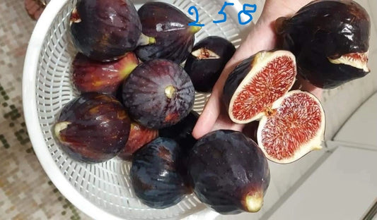 Italian 258 Cutting - Not Rooted - Tomato Plant Cutting (Solanum lycopersicum)