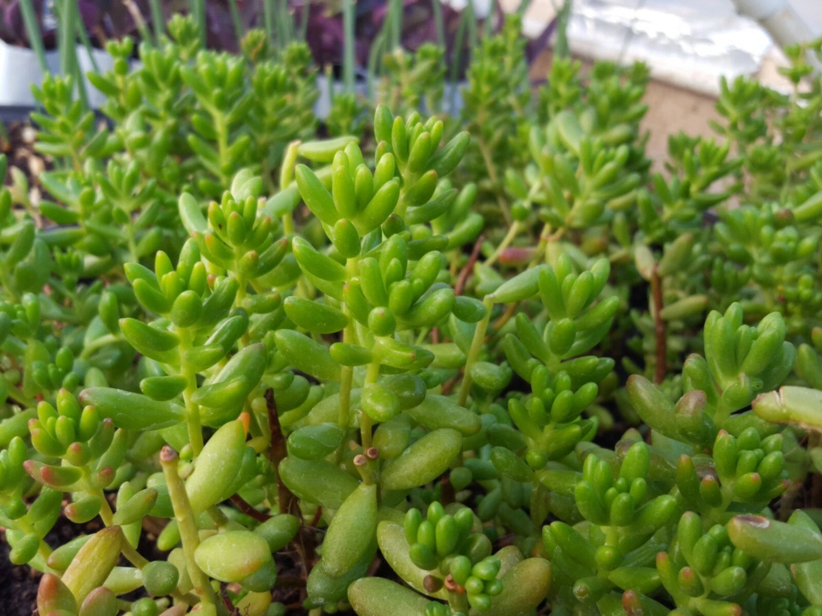 25 Assorted Succulent Leaf Cuttings for Rooting - Variety Mix - Ideal for Propagation and Gardening