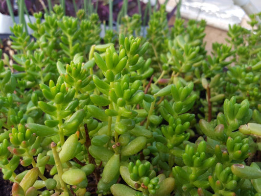 25 Assorted Succulent Leaf Cuttings for Rooting - Variety Mix - Ideal for Propagation and Gardening