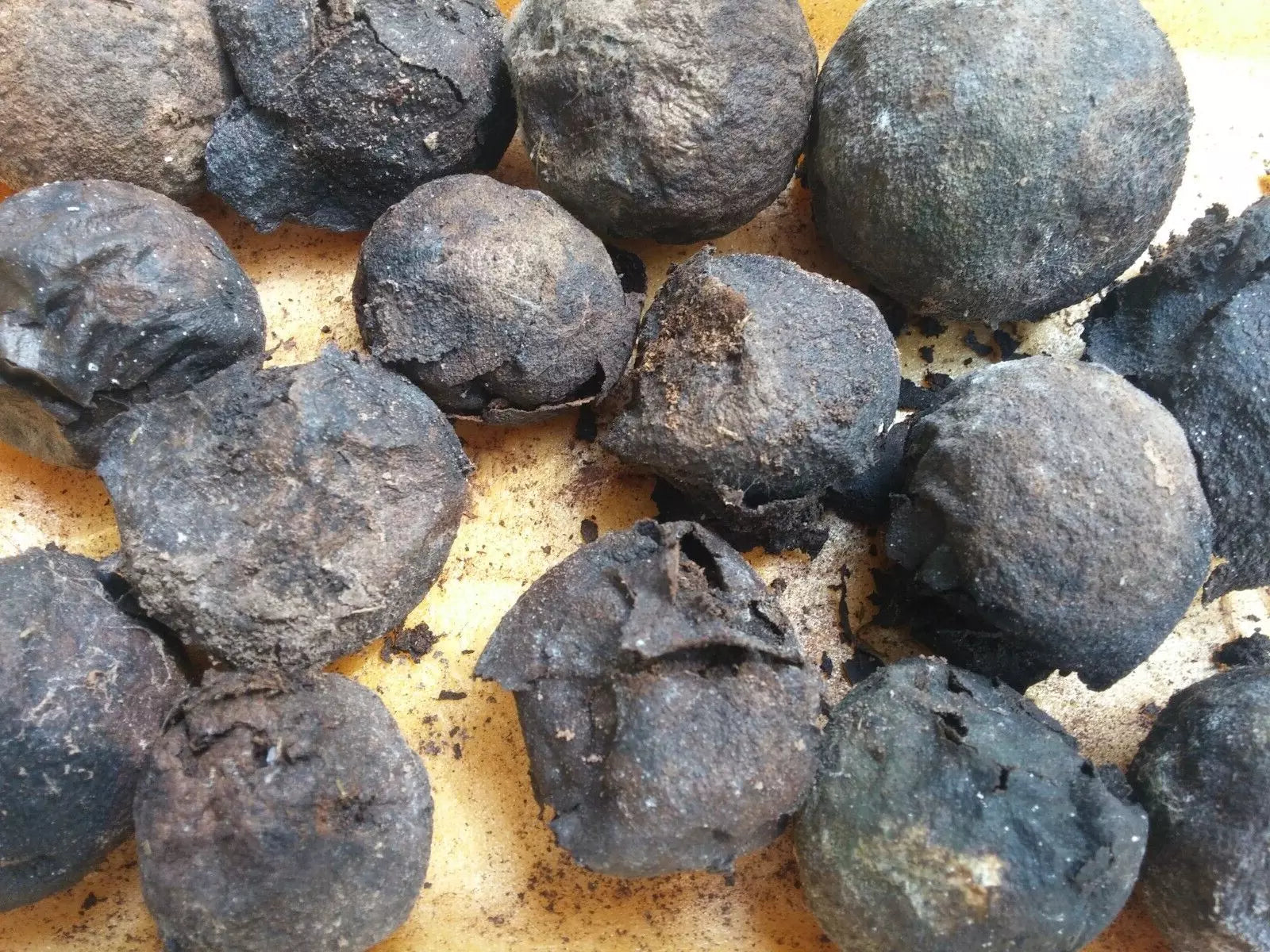 Black Walnut Seeds 17 Count, Organic, Anti-Parasitic, Juglans Nigra