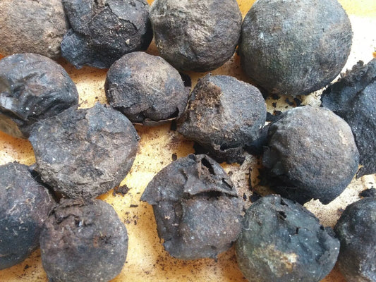 Black Walnut Seeds 17 Count, Organic, Anti-Parasitic, Juglans Nigra