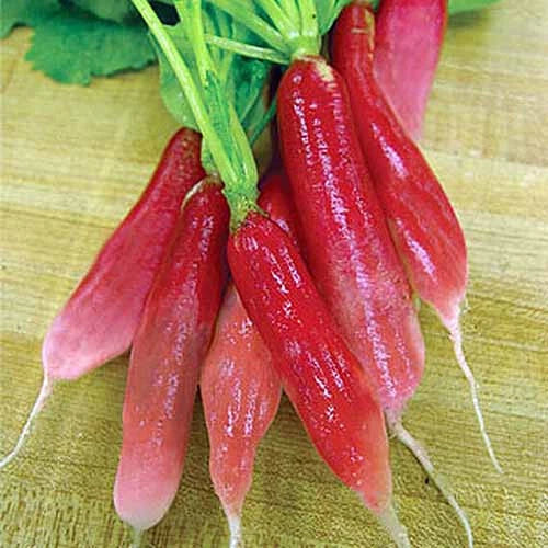 China Rose Radish Seeds - 500+ Pack - Heirloom Variety - Raphanus sativus