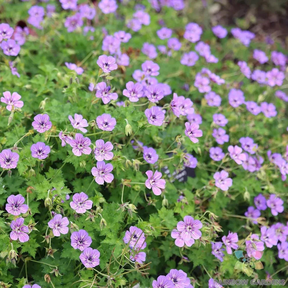 25+ Havana Blues Geranium Seeds for Garden - Noorthava - USA - Flower Seeds for Home Planting