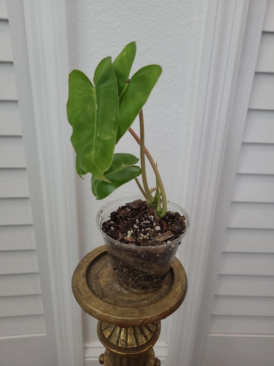 Burle Marx Philodendron Plant - Rooted Green Leaf - Multi Grow - Philodendron 'Burle Marx'