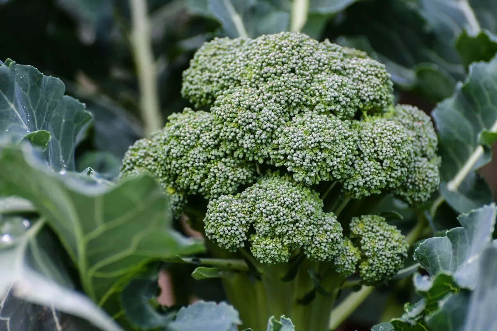 Broccoli Seeds - 800+ Count - Waltham 29 Variety - Brassica oleracea