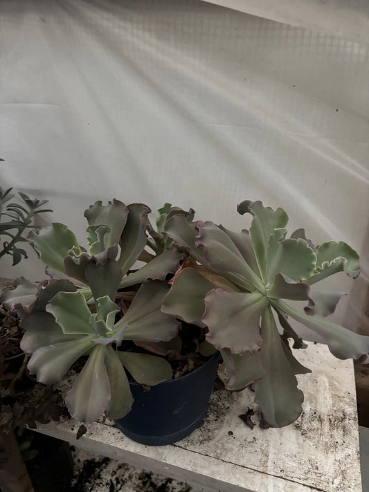 Live Succulent Plants - 3 Cuttings - Assorted Varieties - Perfect for Decor and Arrangements - Ideal for Indoor Gardening