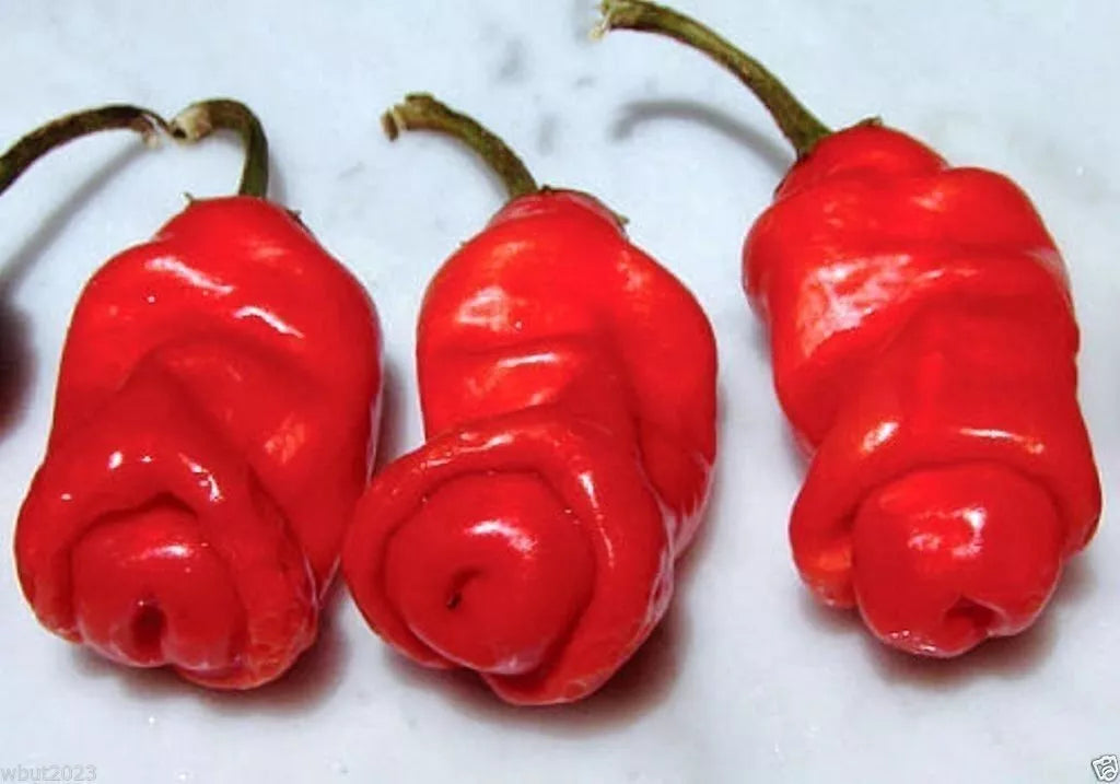 Peter Red Chili Pepper Seeds - Capsicum annuum - Unique Penis Pepper Variety - Heirloom Hot Pepper Seeds