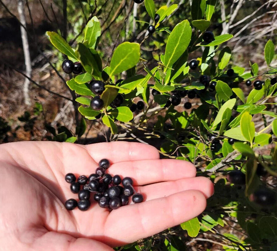 Inkberry Seeds | 25 Count | Ilex Glabra | Florida Native Evergreen Shrub | Wild Plant Seeds