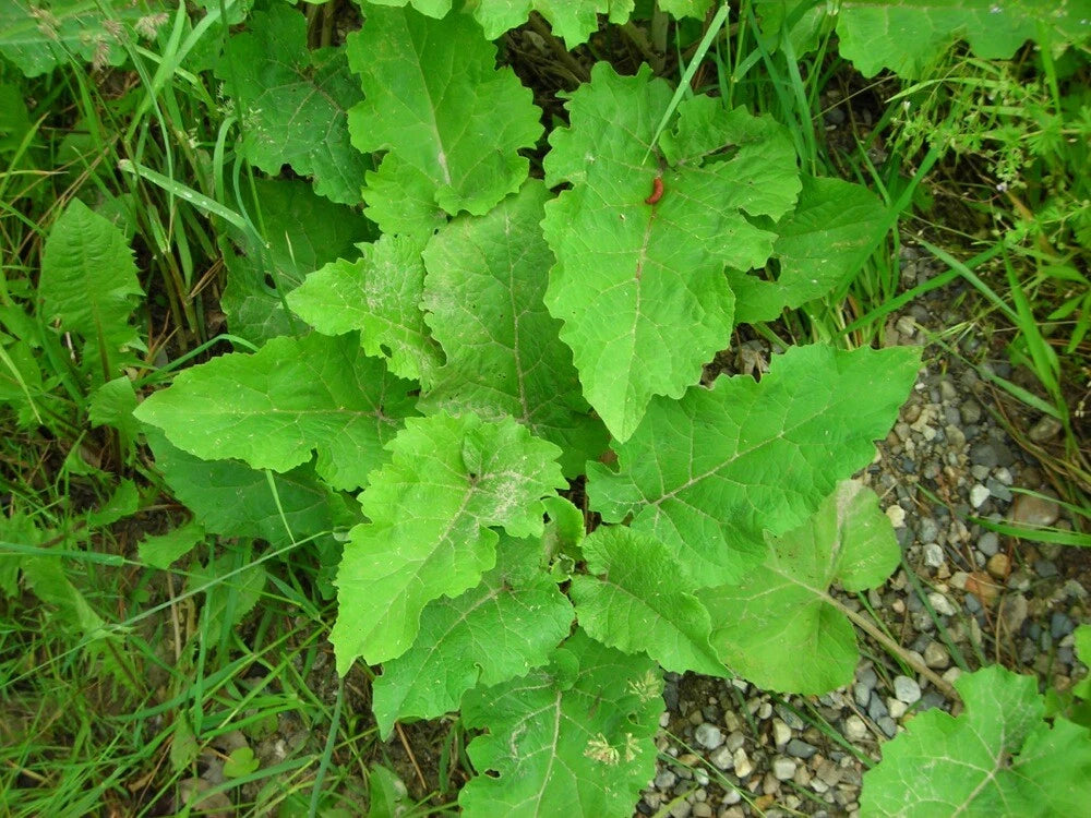 Burdock Live Starter Plant Bare Root 1+ Year Old Arctium lappa Herbal Taproot Hardy Zones 5-9
