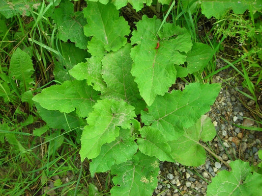 Burdock Live Starter Plant Bare Root 1+ Year Old Arctium lappa Herbal Taproot Hardy Zones 5-9