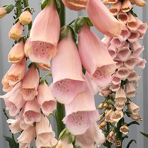 Apricot Beauty Foxglove Seeds | 200-4,000 Non-GMO Seeds | Digitalis purpurea 'Apricot Beauty'