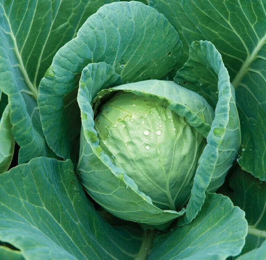 Cabbage Seeds 300+ All Seasons Culinary Vegetable Brassica oleracea - Free Shipping