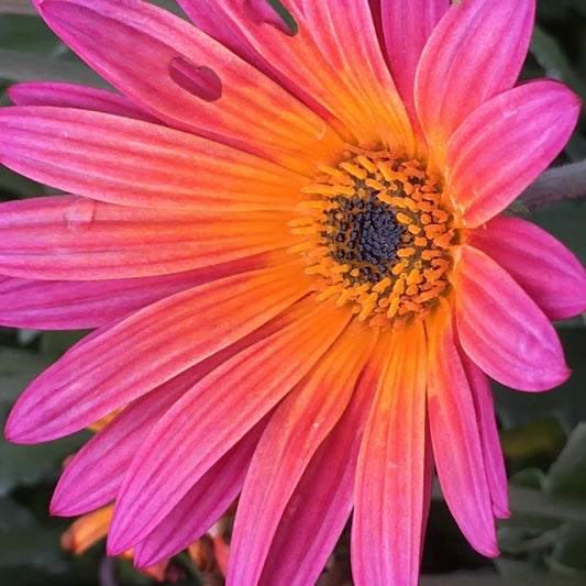 African Daisy Seeds, New Sunset, 40 Seeds, Dimorphotheca sinuata