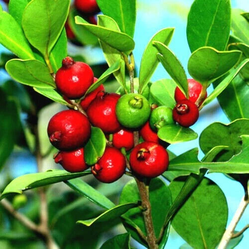 20 Strawberry Guava Seeds, Edible Fruit Plant, Psidium cattleianum, Tropical Garden Variety