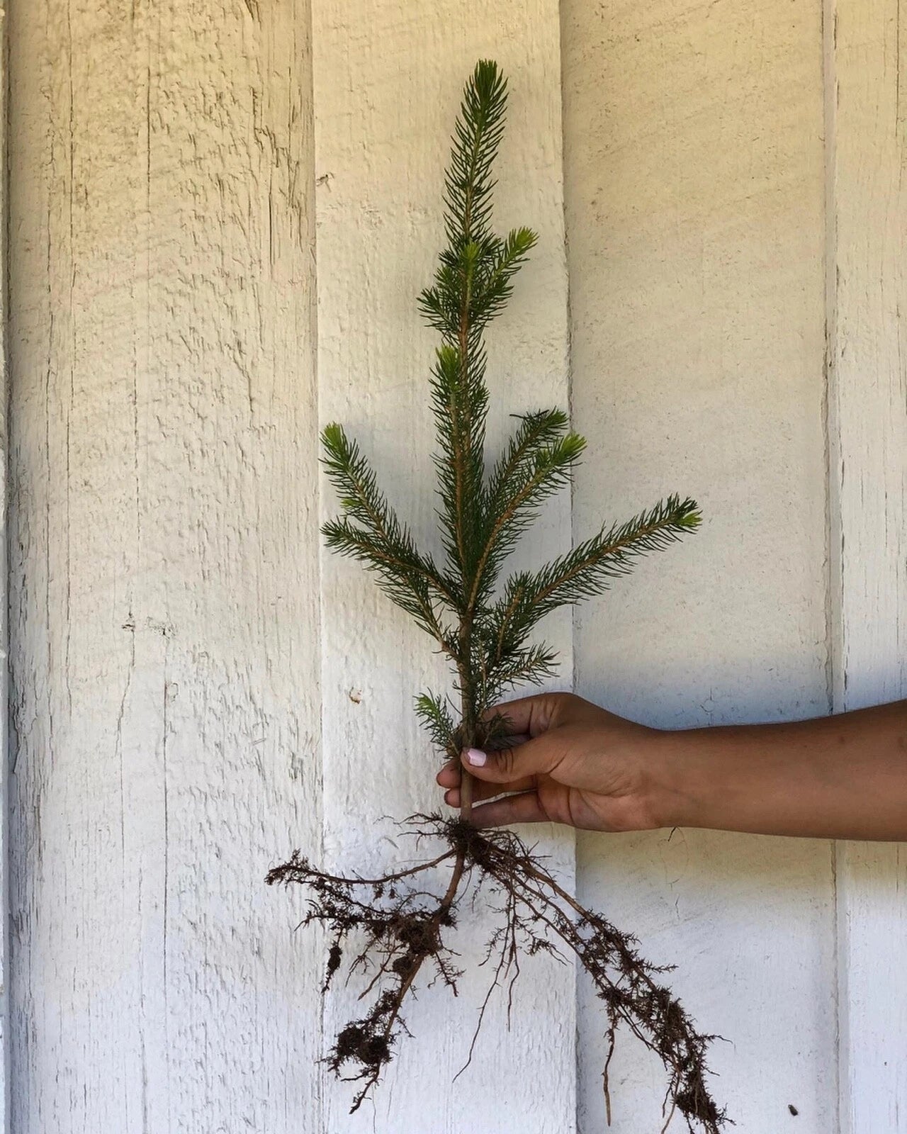 50 Norway Spruce Seedlings 10-15" - Fast Growing Bare Root Trees - Picea abies - Ideal for Privacy Screen or Windbreak