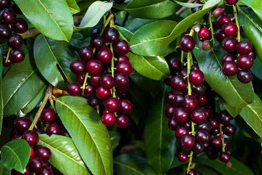 Black Cherry Tree Seeds - 25 Pack - Prunus Serotina - Grow Your Own Cherry Trees