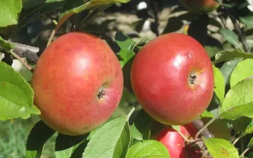 Lady Apple Seeds - 25+ Count for Garden Planting - Heirloom Variety - Malus domestica - USA