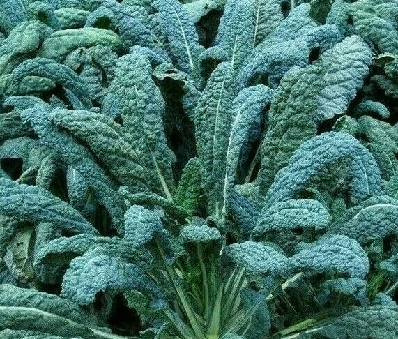 Lacinato Kale Seeds 300+ Count Dinosaur Kale Vegetable Greens Organic Heirloom Seeds
