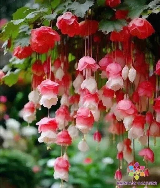 25+ Weeping Begonia Seeds - Red & White Variety for Garden Planting - USA - Quality Begonia x tuberhybrida