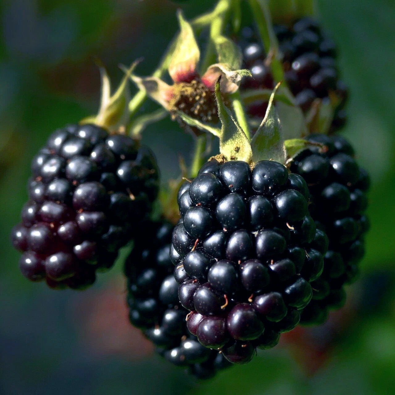20 Blackberry Bush Seeds - Hardy Fruit Plant for Garden - Rubus allegheniensis - Zone 3