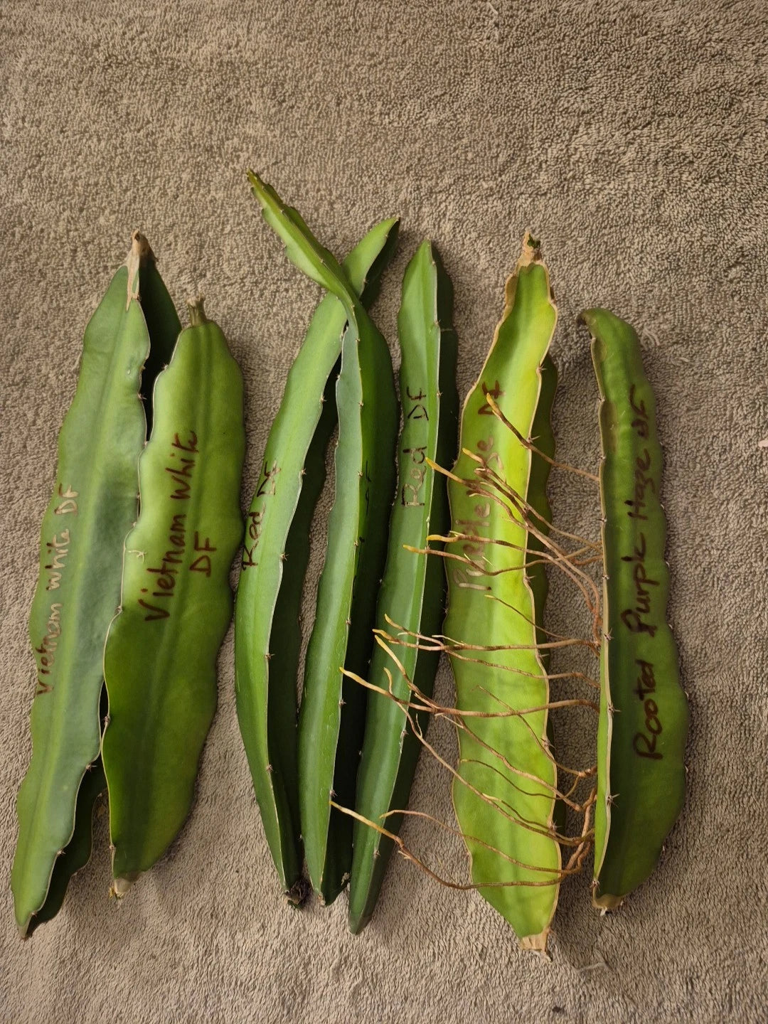 Lot of 6 Dragon Fruit Cuttings & 1 Rooted Plant - 2 Vietnam White, 3 Red, 2 Purple - Hylocereus spp.