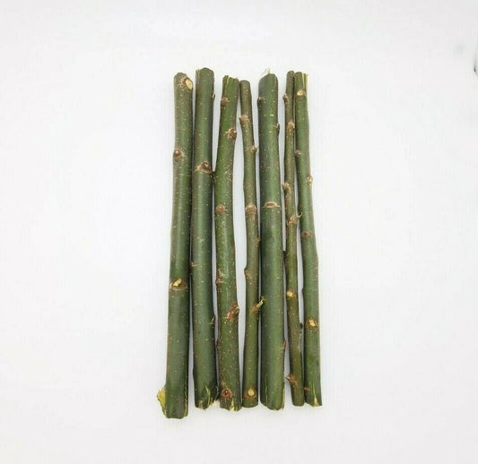 Austree Hybrid Willow Tree Cuttings - 20 Fast Growing Aussie Cuttings for Direct Planting - Salix x matsudana