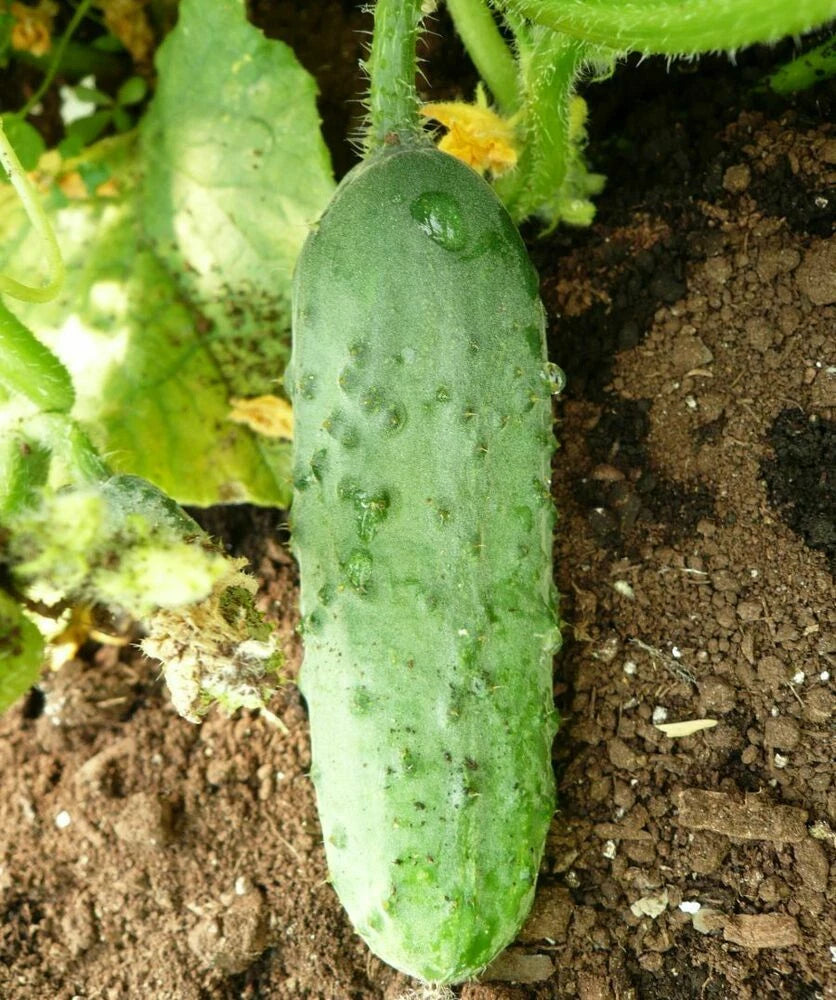 Calypso Cucumber Seeds 50+ Non-GMO Pickling Variety for Vegetable Garden - Cucumis sativus