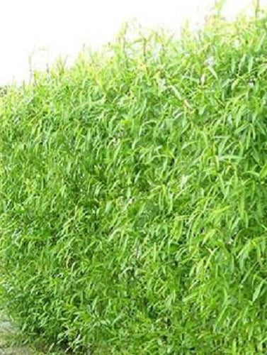 Hybrid Willow Tree Cuttings - 12 Fast Growing Cuttings for Windbreaks - Salix × sepulcralis