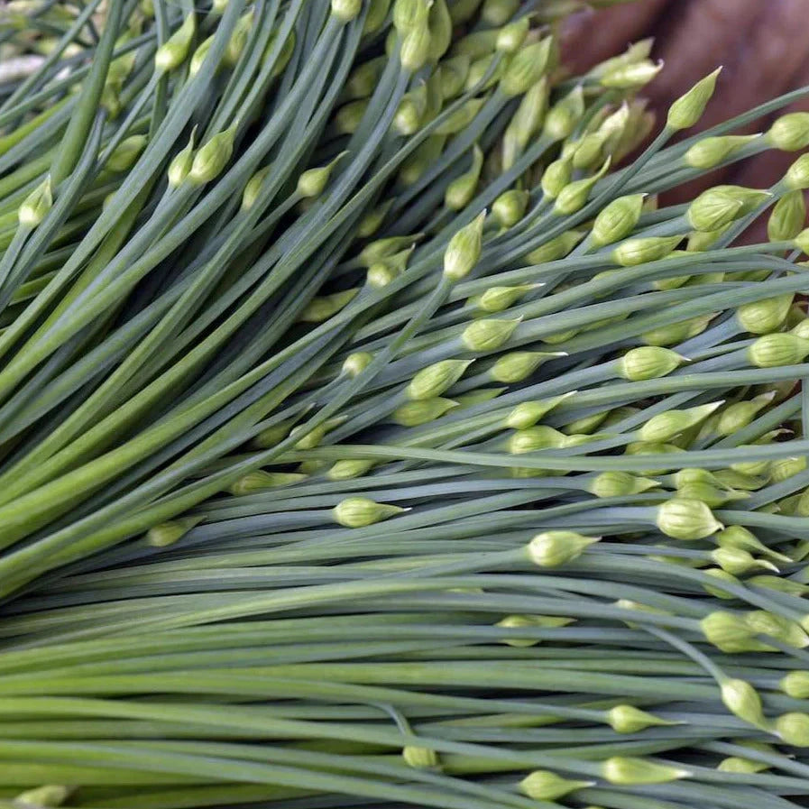 Chinese Garlic Chives Seeds - 500+ Count - Dah Yeh Broad Leaf - Allium tuberosum - Ideal for 2025 Planting