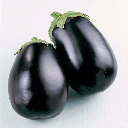 Eggplant Seeds - Black Beauty - 50+ Fresh Seeds - Solanum melongena