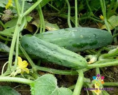 Marketmore 76 Cucumber Seeds - 25+ Seeds for Garden Planting - Cucumis sativus - USA